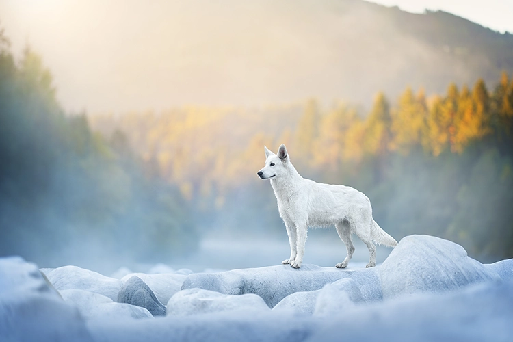 Beispiel eines Tier-Fotoshootings