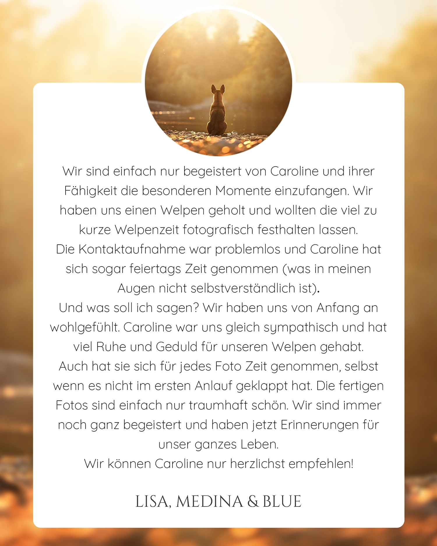 Malinois Fotoshooting